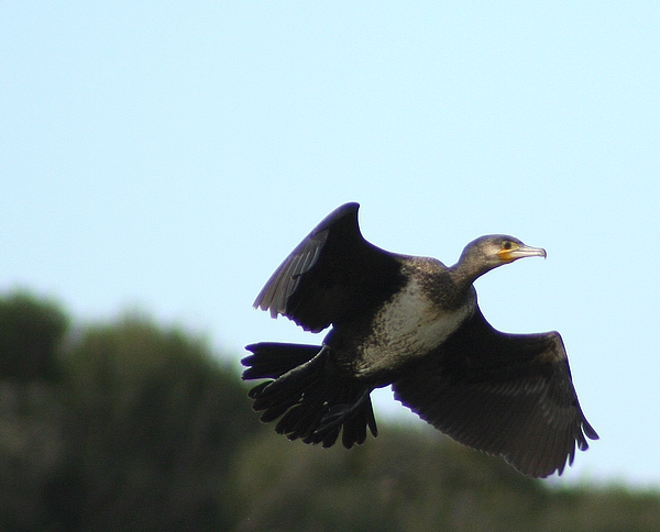 macchia grande e i suoi cormorani (almeno credo)
